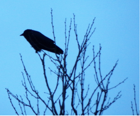 In March of 2015, Boston’s NPR station, WBUR, ran a segment that pronounced crows as “scary smart.”