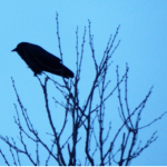 crow2