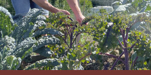GC-Roots-300×600-ad